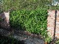 Evergreen Wisteria / Millettia reticulata 
